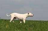 DOGUE ARGENTIN 391